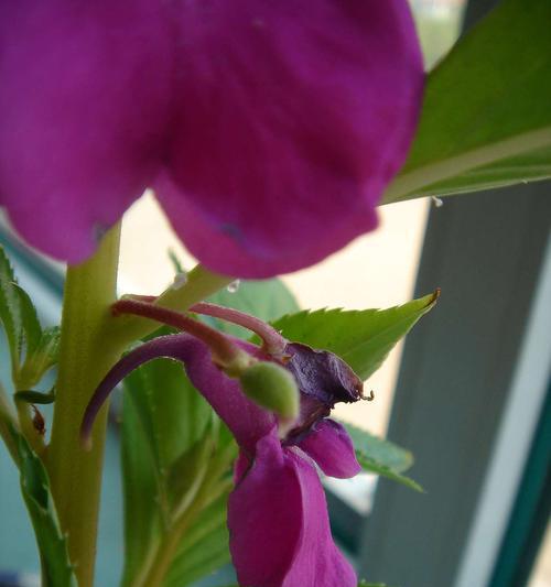 探究凤仙花果实颜色的奥秘（揭开凤仙花果实色彩的秘密）