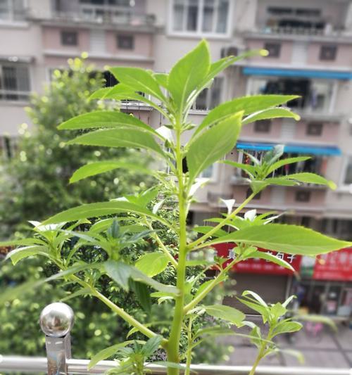 探究凤仙花果实颜色的奥秘（揭开凤仙花果实色彩的秘密）