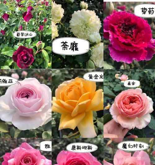 月季花——美丽易养的花卉（品种繁多，适应性强）