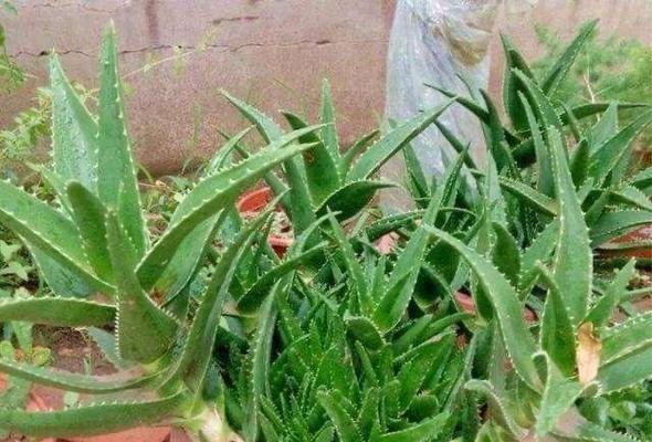 芦荟怎么叶插（如何利用芦荟叶子实现繁殖？）