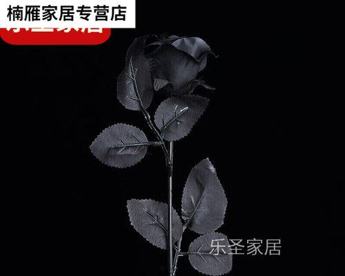 黑色玫瑰的象征意义（探索黑色玫瑰的神秘之美）