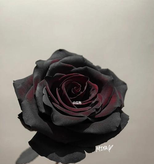 黑色玫瑰花语（深入探索黑色玫瑰的花语，感受它独特的魅力）
