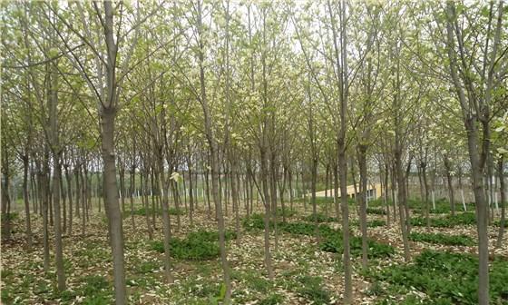 广玉兰树的种植与养护（学会如何种植让广玉兰树更健康成长）