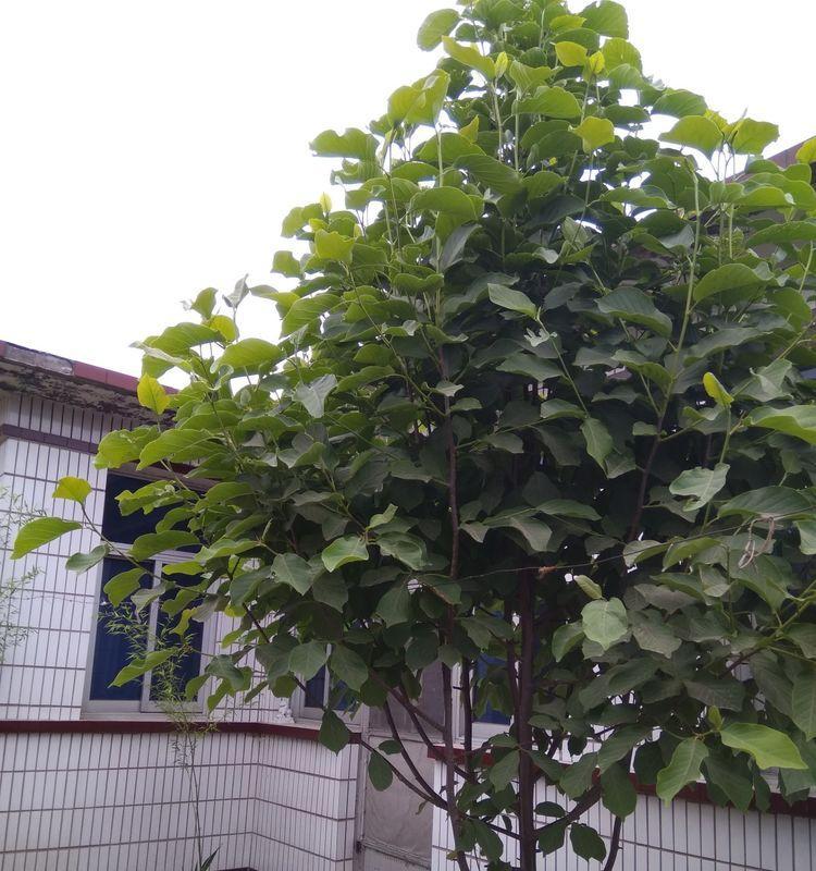 广玉兰树的种植与养护（学会如何种植让广玉兰树更健康成长）