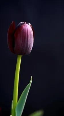 黑色郁金香的花语（探寻黑色郁金香所传递的深邃情感，寻找其中蕴含的希望）