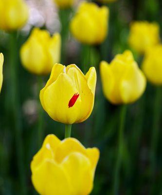 黑郁金香花语（探索黑郁金香的意义与传说）