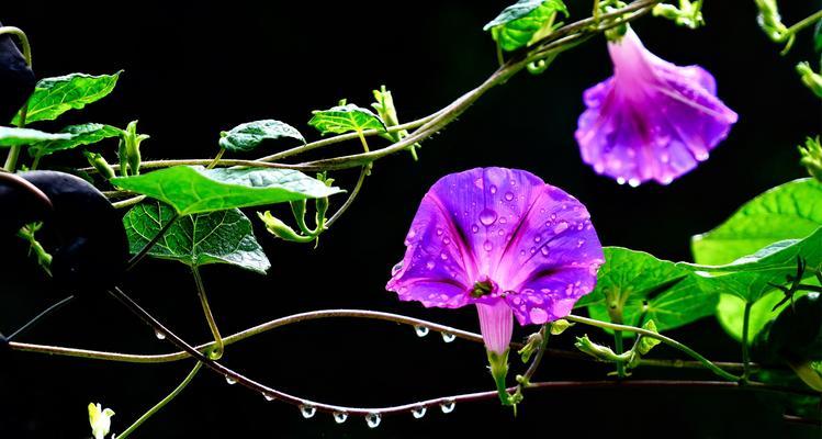 黑紫色马蹄莲，暗香盈袖（黑紫色马蹄莲的花语与魅力）