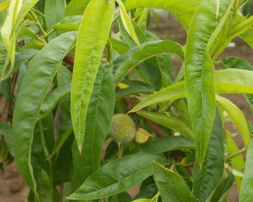 什么时候种植最好的桃树？（掌握桃树种植的最佳时间，丰收在望！）