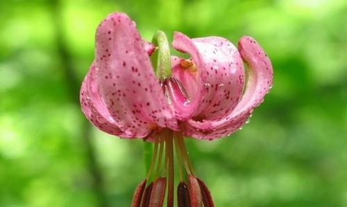 红百合花语（探寻红百合的花语与意义，传递爱和纯洁的情感）