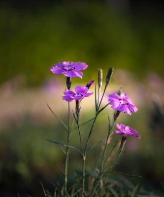 红丁香花语（用红丁香传递浪漫与深情）