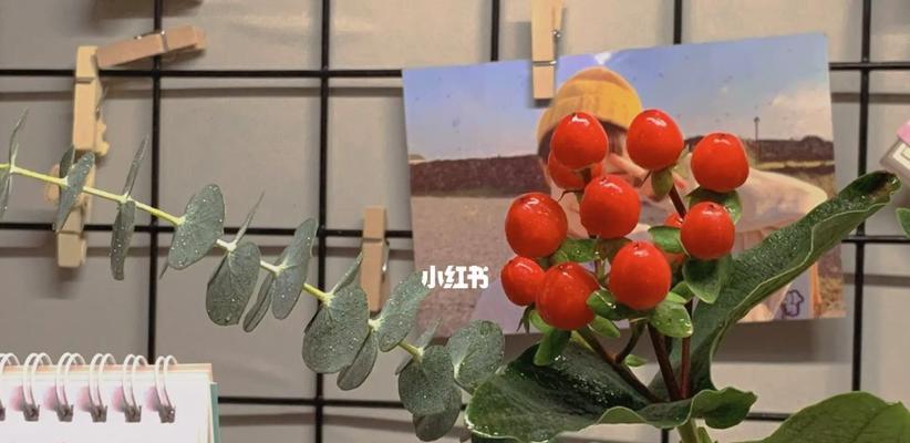 红豆花的花语及其寓意（红豆花的美丽与情感的象征）