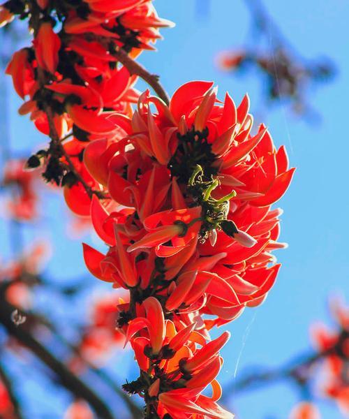 红豆花的花语及其寓意（红豆花的美丽与情感的象征）