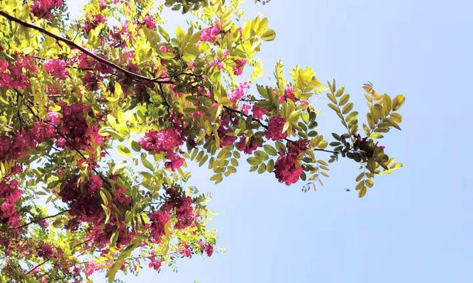 红花刺槐花语（红花刺槐的花语及文化内涵）