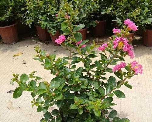 如何养护紫薇花（紫薇花的种植、浇水、施肥、修剪、防虫、防病、遮荫、移植）