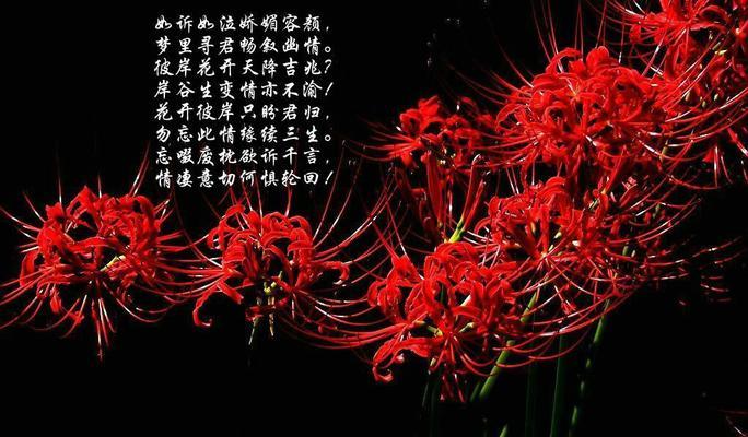 红花石蒜花语（揭示红花石蒜的美丽语言，传递爱与希望的信息）