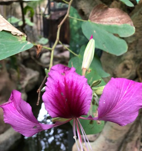 红花羊蹄甲的花语（红花羊蹄甲）