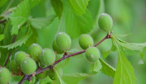 榆叶梅繁育方法（了解种植技巧，打造优质榆叶梅）