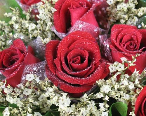 红玫瑰的象征意义——爱情之花（探寻红玫瑰所代表的浪漫与热情）