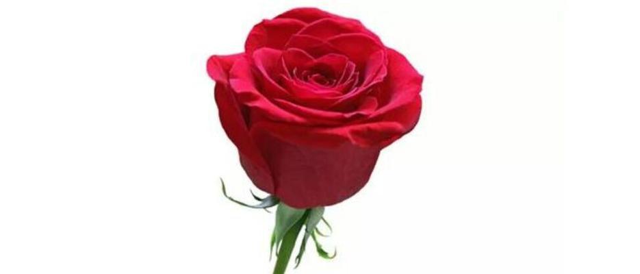 红玫瑰的象征意义——爱情之花（探寻红玫瑰所代表的浪漫与热情）