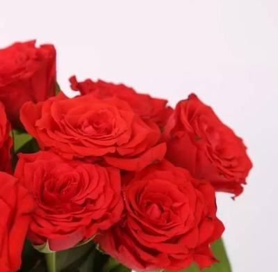 红玫瑰的象征意义与寓意（13朵红玫瑰的神秘和传承）