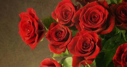 红玫瑰朵数的含义（探索玫瑰花的语言之美）