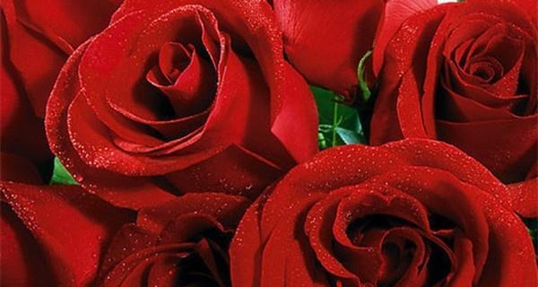 红玫瑰与粉玫瑰的寓意（红玫瑰与粉玫瑰的不同象征意义）