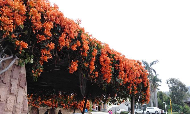 如何种植炮仗花（炮仗花种植攻略及注意事项）