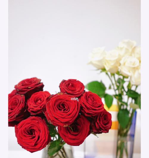 红玫瑰和白玫瑰的象征意义及区别（红玫瑰与白玫瑰之间的美丽对比）