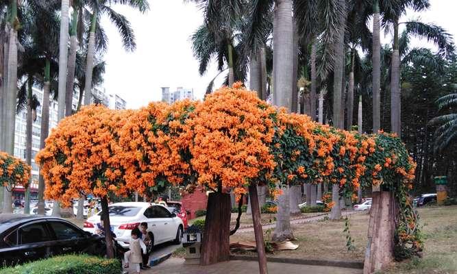 如何种植炮仗花（炮仗花种植攻略及注意事项）