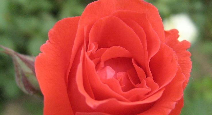 红玫瑰花的寓意（爱情与美丽的象征——红玫瑰花的深层含义）
