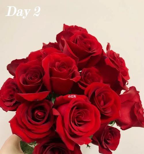 红玫瑰花语大全及寓意解析（红玫瑰花语及其深刻的意义，赋予你的生活以浪漫和热情之美）