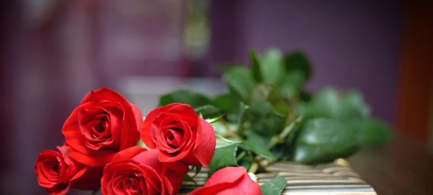 红玫瑰花语大全及寓意解析（红玫瑰花语及其深刻的意义，赋予你的生活以浪漫和热情之美）