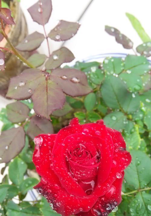 红玫瑰的花语与寓意（热情、爱情、美丽的象征）