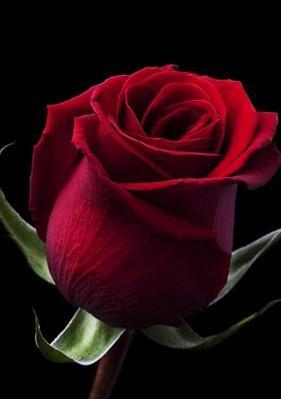 红玫瑰的花语与寓意（热情、爱情、美丽的象征）