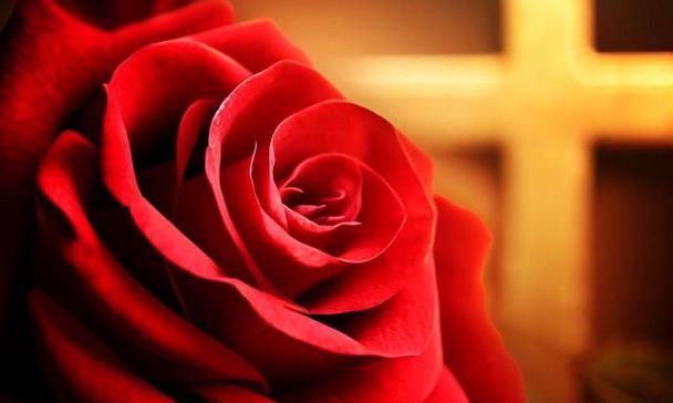 红玫瑰的象征意义（红玫瑰）