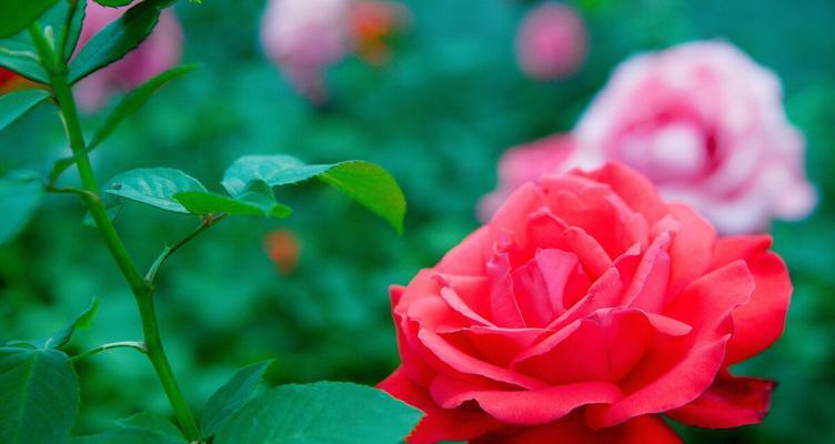 红蔷薇的花语（赋予爱情真挚和热情的代表）