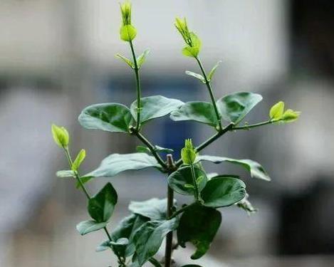 茉莉花的养殖和浇水技巧（打造迷人花园，照顾茉莉花好手艺）