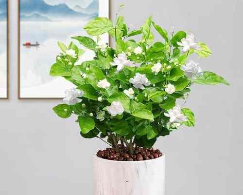 茉莉花的养殖和浇水技巧（打造迷人花园，照顾茉莉花好手艺）