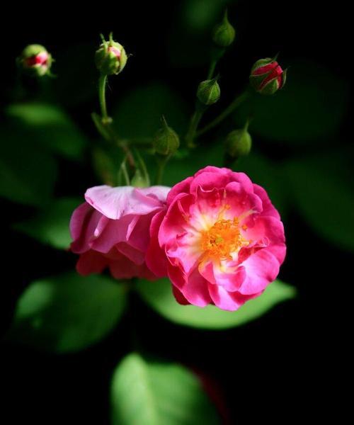 红蔷薇的花语（赋予爱情真挚和热情的代表）