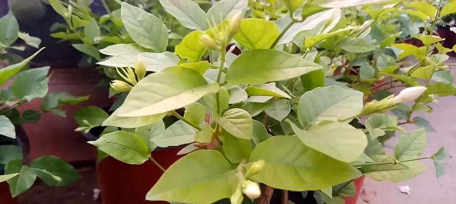 茉莉花的养殖和浇水技巧（打造迷人花园，照顾茉莉花好手艺）