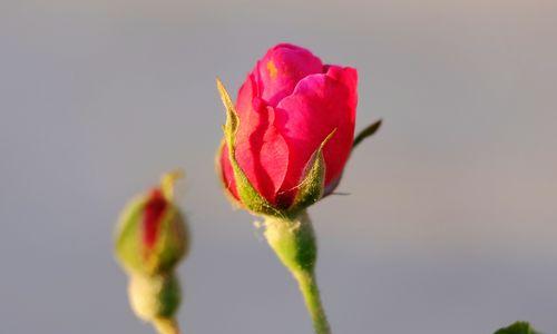 红蔷薇花语的含义与传承（探寻红蔷薇花语的浪漫与深意）