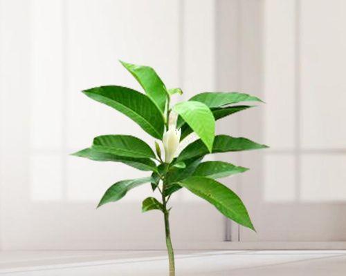 白兰花盆栽，容易养护的优美植物（简单的养护技巧与注意事项）