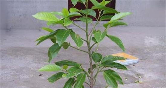 白兰花盆栽，容易养护的优美植物（简单的养护技巧与注意事项）