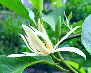 白兰花盆栽，容易养护的优美植物（简单的养护技巧与注意事项）