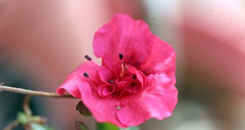 红色杜鹃花（探索杜鹃花的意义与美丽）