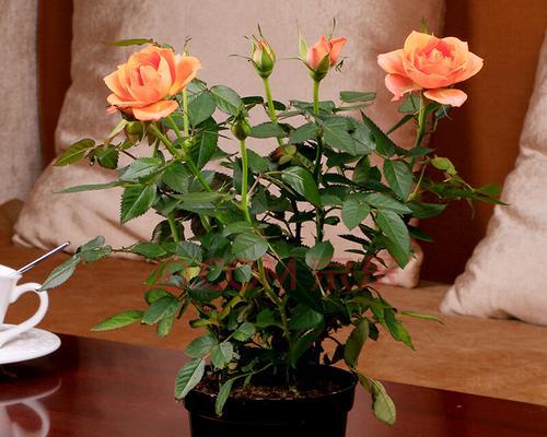 在家轻松养护盆栽玫瑰（如何选择、浇水、施肥和修剪）