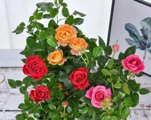 在家轻松养护盆栽玫瑰（如何选择、浇水、施肥和修剪）