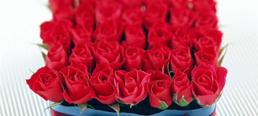 红色玫瑰的隐含意义及象征性（探索红色玫瑰的浪漫与热情）