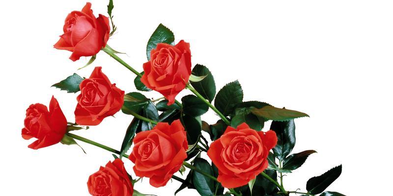 红色玫瑰花的花语（表达浓烈情感的红色玫瑰，传递爱与激情的花语）