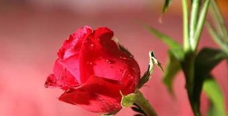 红色玫瑰的花语与寓意——爱与热情的象征（红色玫瑰如火般的情感，传递爱与热情的力量）